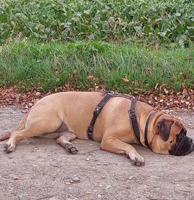 Dogorama Photo Challenge - Gassipause-Beitrag-Bild