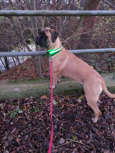 Zeigt her eure Junghunde :)-Beitrag-Bild