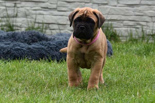 Welpenfotos-Beitrag-Bild