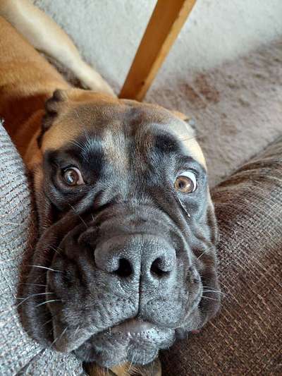 Hier ist der Spaßthread. Zum Schmunzeln und Kaputtlachen-Beitrag-Bild