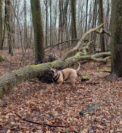 Wald Bild-Beitrag-Bild