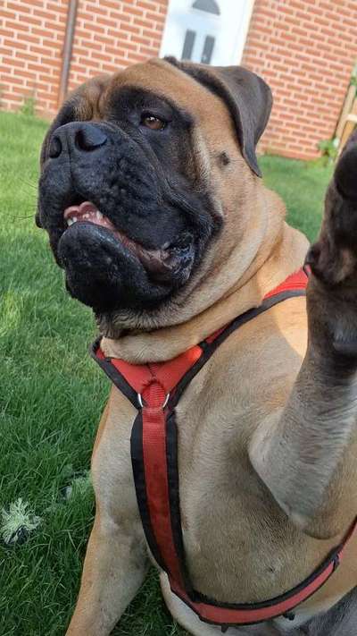 157 Fotochallege- Gib mir Deine Pfote und ich schenke Dir mein Herz-Beitrag-Bild