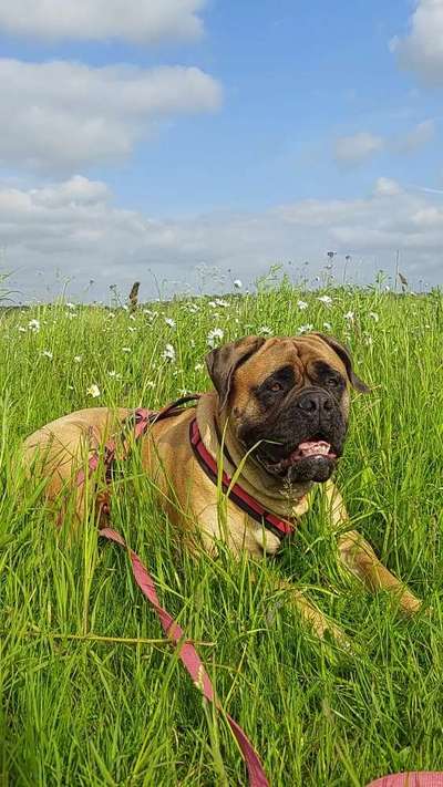 Rassen und ihre Eigenschaften-Beitrag-Bild