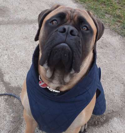 Die besten Hundeblicke 🐾❤️-Beitrag-Bild