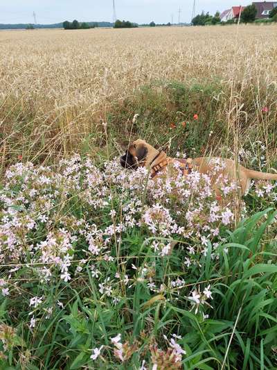 Fotochallange 63: "Dein blühendes Hündchen"-Beitrag-Bild