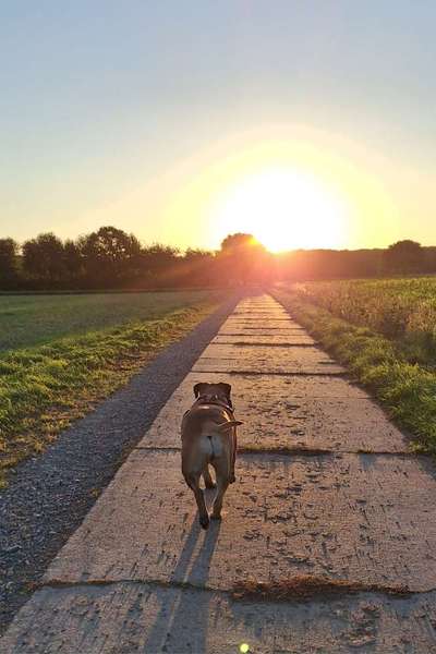 Dogorama Photo Challenge - Licht-Beitrag-Bild