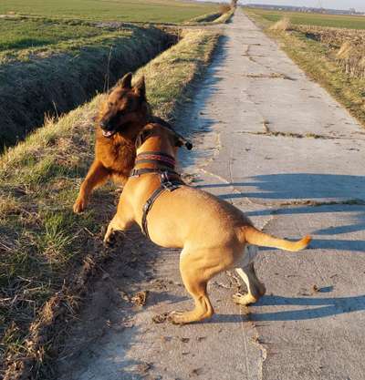 Bester Freund, Hundekumpel - zeigt her!-Beitrag-Bild