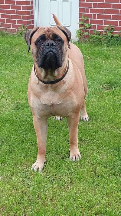 Vom Welpen zum Hund-Beitrag-Bild