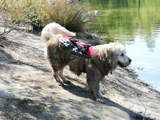 Wo sind die Golden Retriever Liebhaber?-Beitrag-Bild