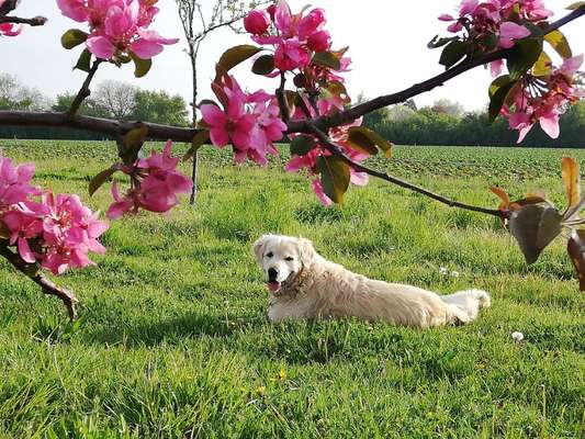 Die Dogorama Monats Challenge "Es grünt und blüht"-Beitrag-Bild