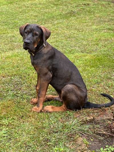 Tosa Inu-Beitrag-Bild