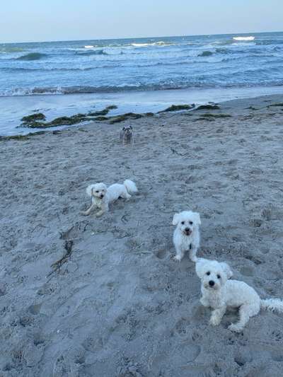 Hundetreffen-Hundespiel & -Spaziergang Truppe-Bild