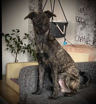 Seltene Rassen!-Beitrag-Bild