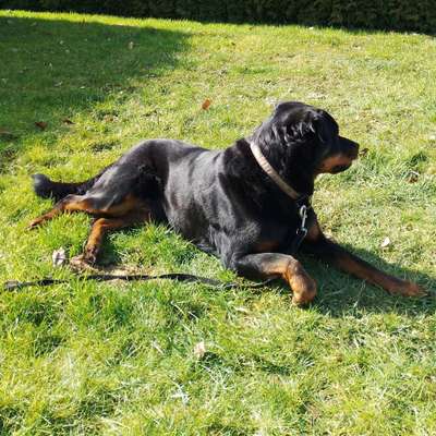 Hundetreffen-Schnupper Wanderung-Profilbild