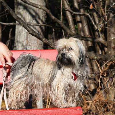 Hundetreffen-Gassirunde mit Spieleinheiten-Bild