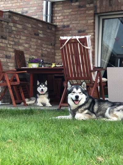 Nordische Hunde-Beitrag-Bild