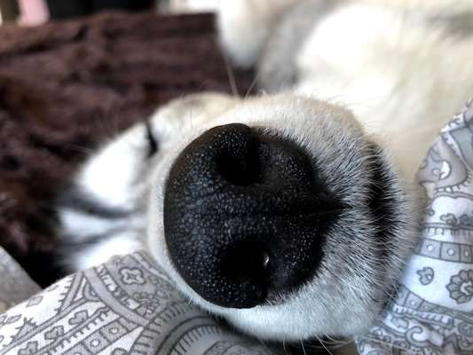 Zeigt her eure Hundenasen-Beitrag-Bild