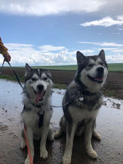 Die Dogorama Wochen Challenge "Spaziergang im Regen"-Beitrag-Bild