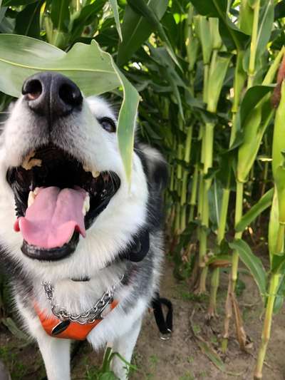 Zeigt mir die tollste Nahaufnahme von eurer Fellnase-Beitrag-Bild