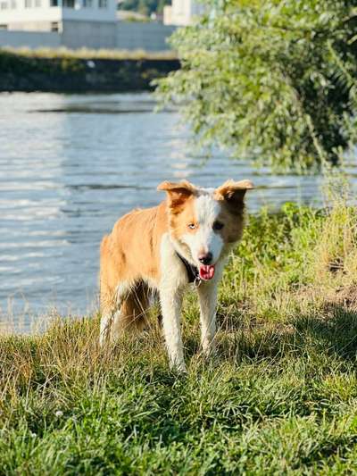 Hundetreffen-Spontanes Gassi gehen und spielen-Bild