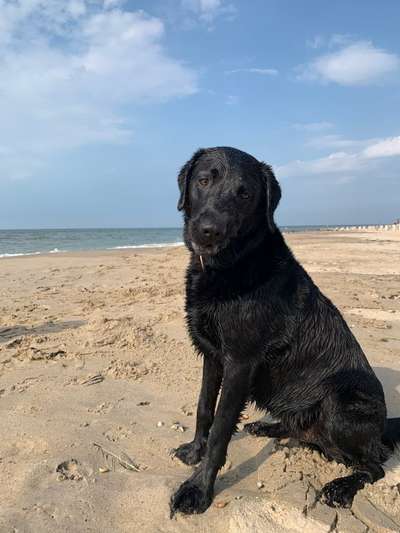 Labradorfans-Beitrag-Bild