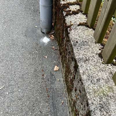 Giftköder-Weisses Pulver gestreut-Bild