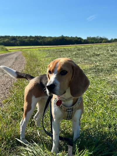 Hundetreffen-Hundetreffen am Tiefenbach-Bild