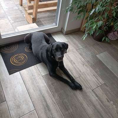 Hundetreffen-Training Hundebegegnungen und Impulskontrolle-Bild