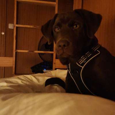 Hundetreffen-Gassi gehen zusammen :)-Bild