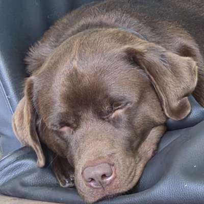 Hundetreffen-Labi gemeinsame Gassirunde
