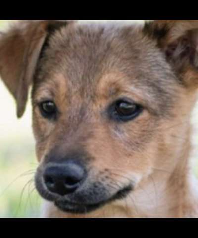 Welpen Bilder !-Beitrag-Bild