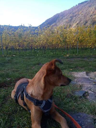 Welche Rasse könnte hier drin stecken?-Beitrag-Bild