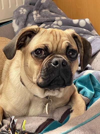 Mops mix-Beitrag-Bild