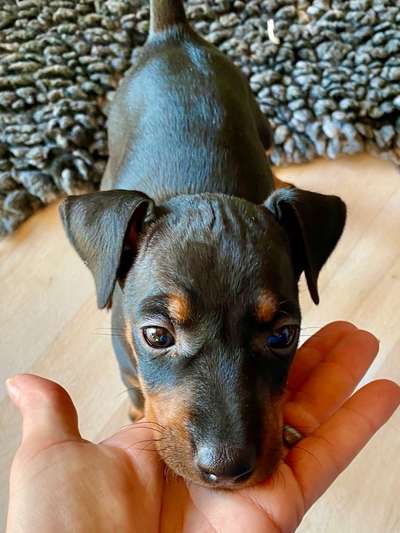 Seltene Rassen!-Beitrag-Bild