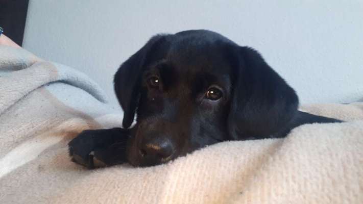 Die Dogorama Kalender Challenge Titelbild-Beitrag-Bild