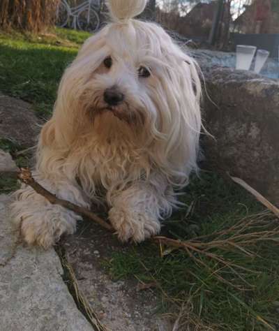 Hundetreffen-Stella sucht eine neue Spielrunde in Ludwigsfelde!-Bild