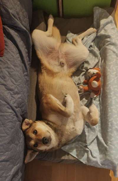 eure Spitznamen für die Vierbeiner-Beitrag-Bild