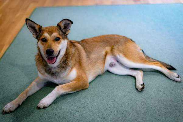 Mischlingshunde Foto Aufruf-Beitrag-Bild