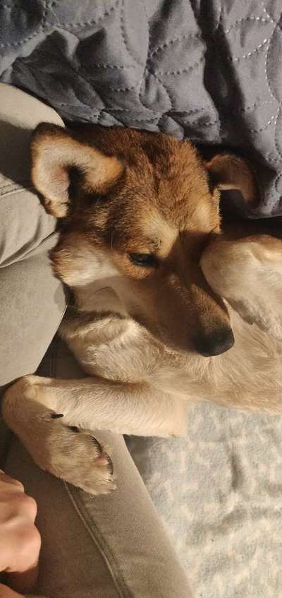 Zeigt mir die tollste Nahaufnahme von eurer Fellnase-Beitrag-Bild