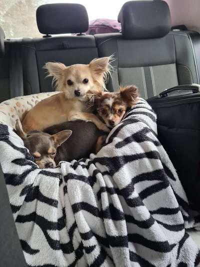 FOTOCHALLENGE 70 - Dein Hund im Auto-Beitrag-Bild