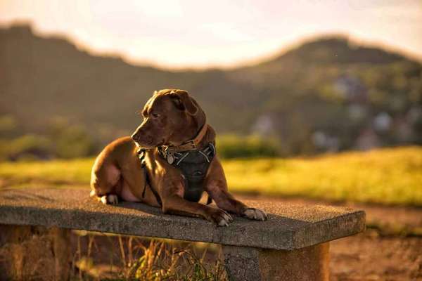 Fotochallenge No. 26                                     Wald und Wiese-Beitrag-Bild