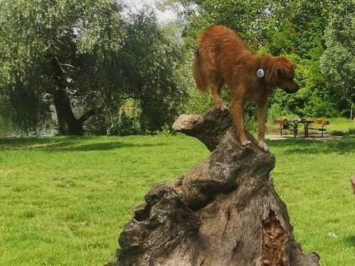 Fotochallenge No. 26                                     Wald und Wiese-Beitrag-Bild