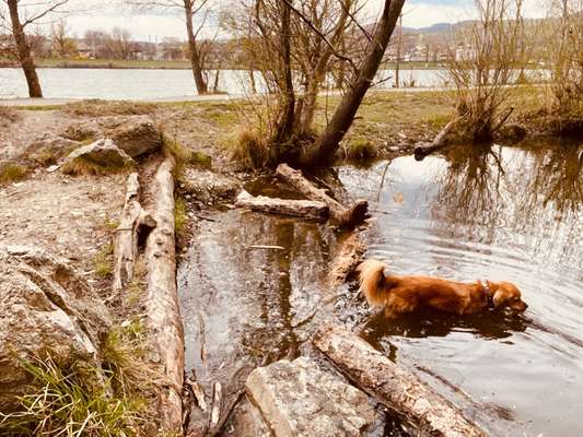 Die wunderschöne Welt mit Hund.-Beitrag-Bild