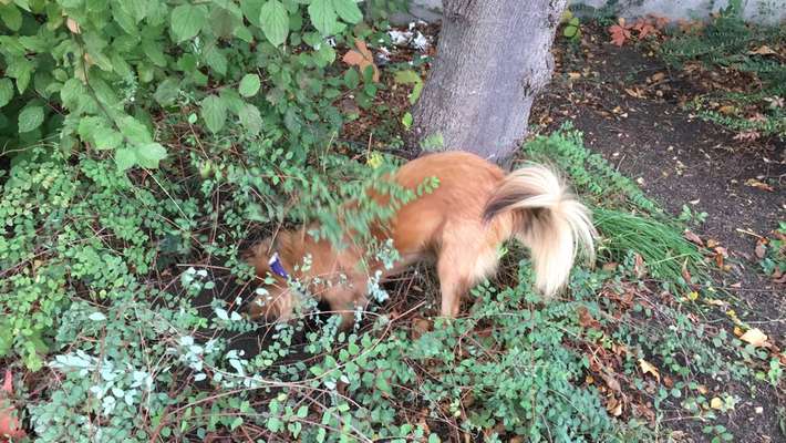 Die wunderschöne Welt mit Hund.-Beitrag-Bild