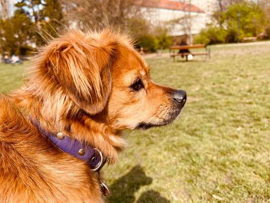 Die wunderschöne Welt mit Hund.-Beitrag-Bild