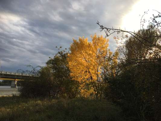 Die wunderschöne Welt mit Hund.-Beitrag-Bild