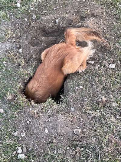 Bild wo euer Hund quatsch macht-Beitrag-Bild