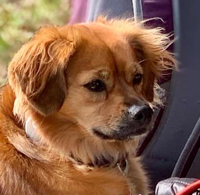 Foto's und Hundemodels-Beitrag-Bild