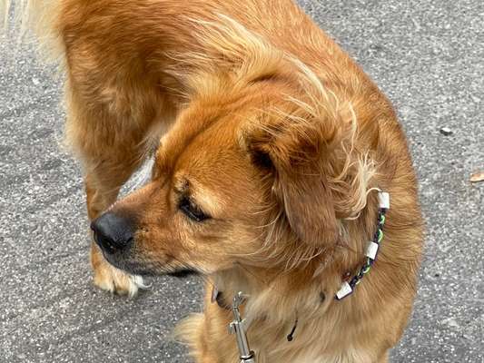 Mischlingshunde Foto Aufruf-Beitrag-Bild