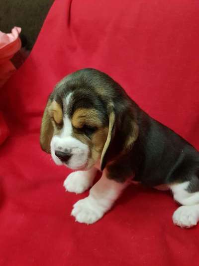 Welpen Bilder !-Beitrag-Bild